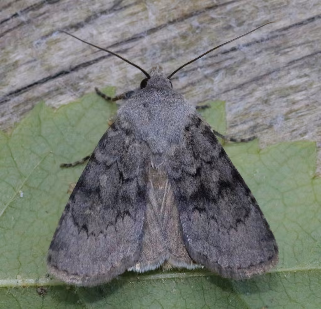 Hairy Euxoa Moth, photo 1 sur 5