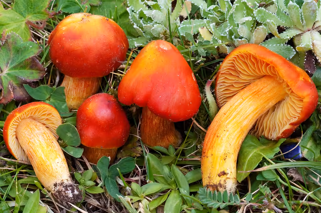 Hygrocybe ponceau, photo 1 sur 5