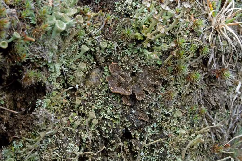 Peltigère écailleuse, photo 2 sur 5