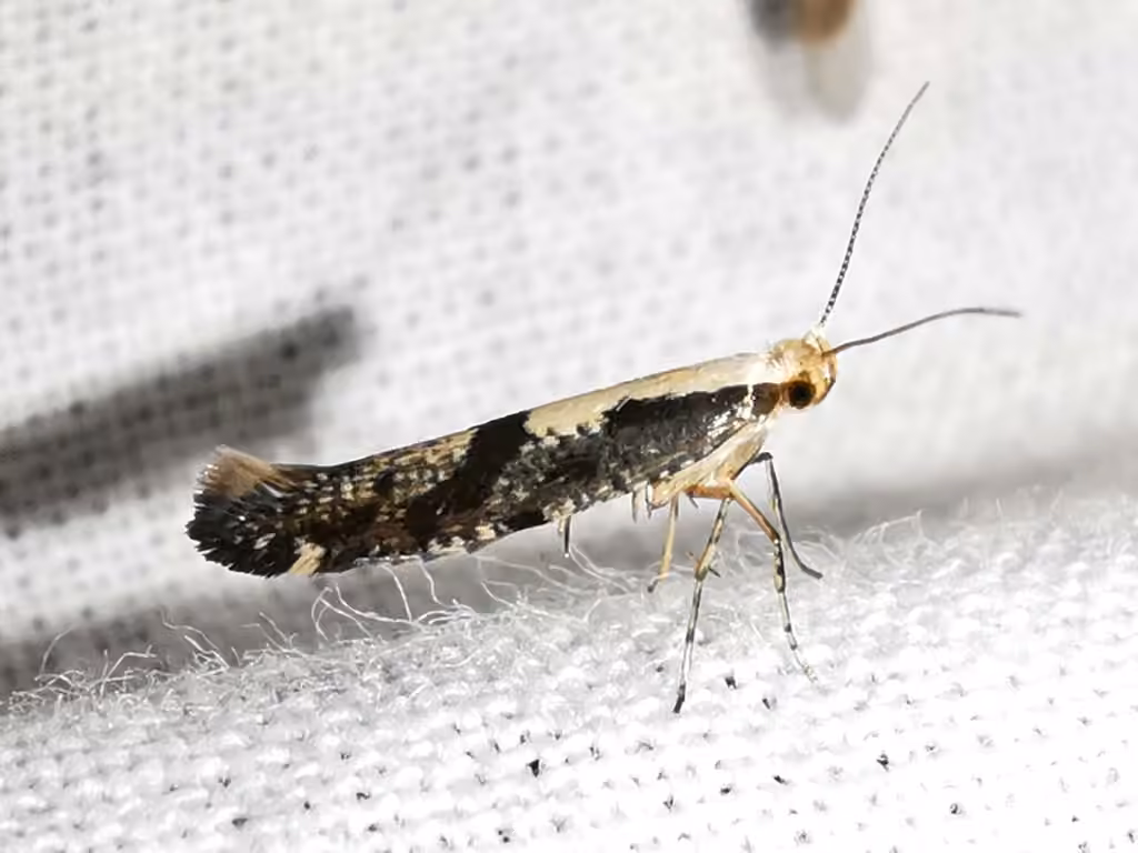 Apple Fruit Moth, photo 2 of 5