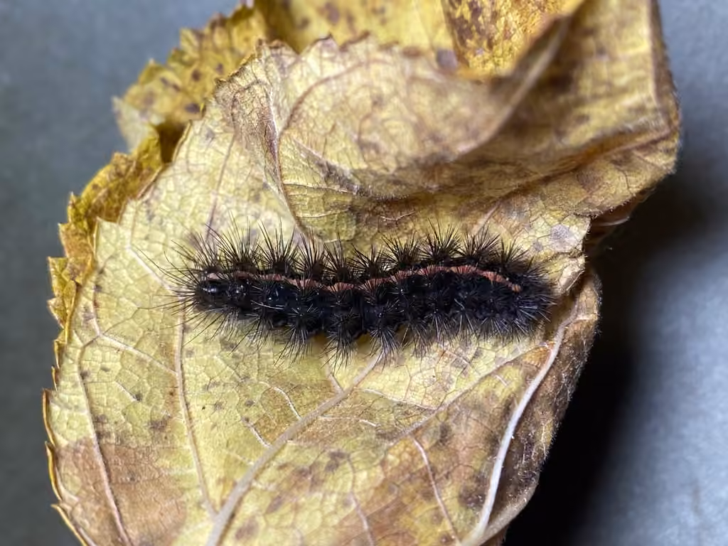 Figured Tiger Moth, photo 1 sur 5