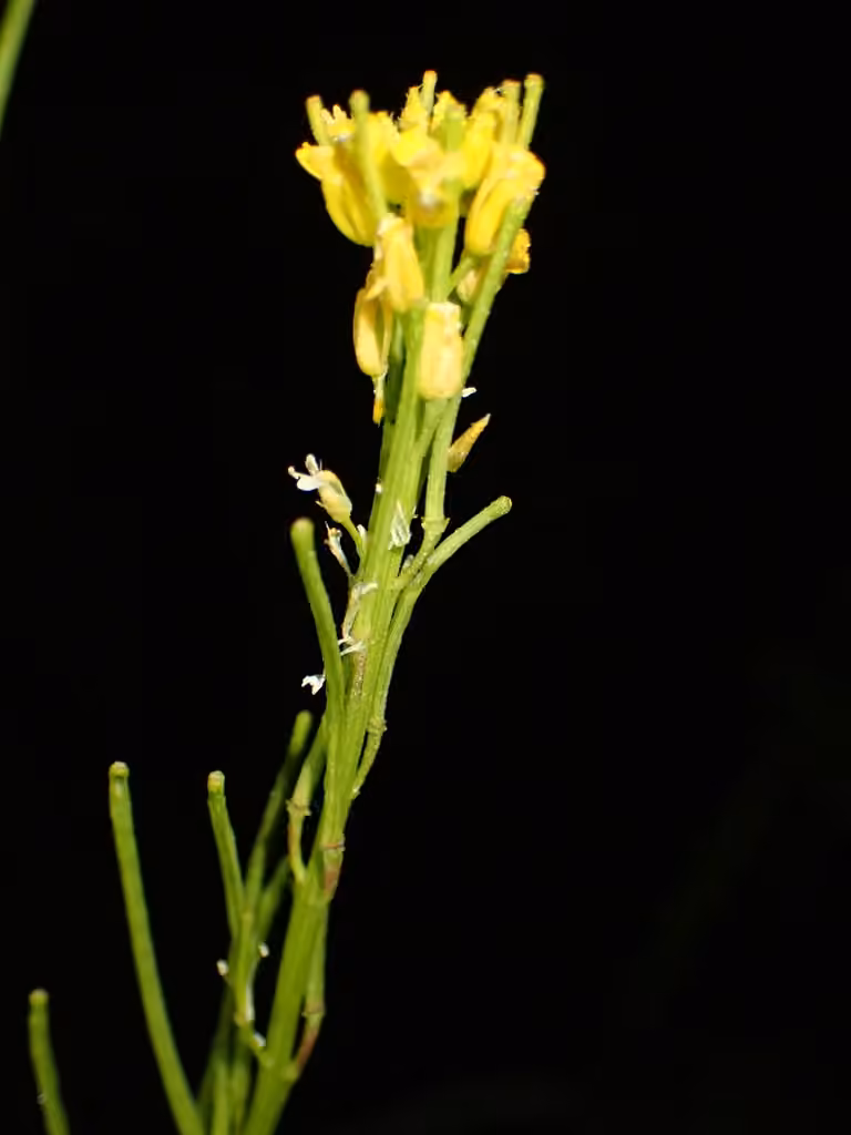 Barbarée raide, En fleurs