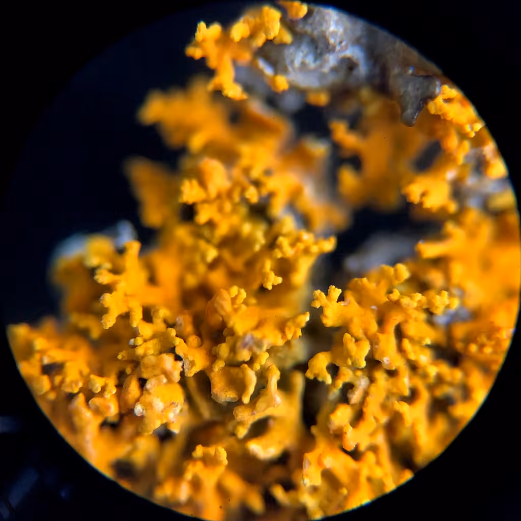 Shrubby Sunburst Lichen, photo 3 of 5