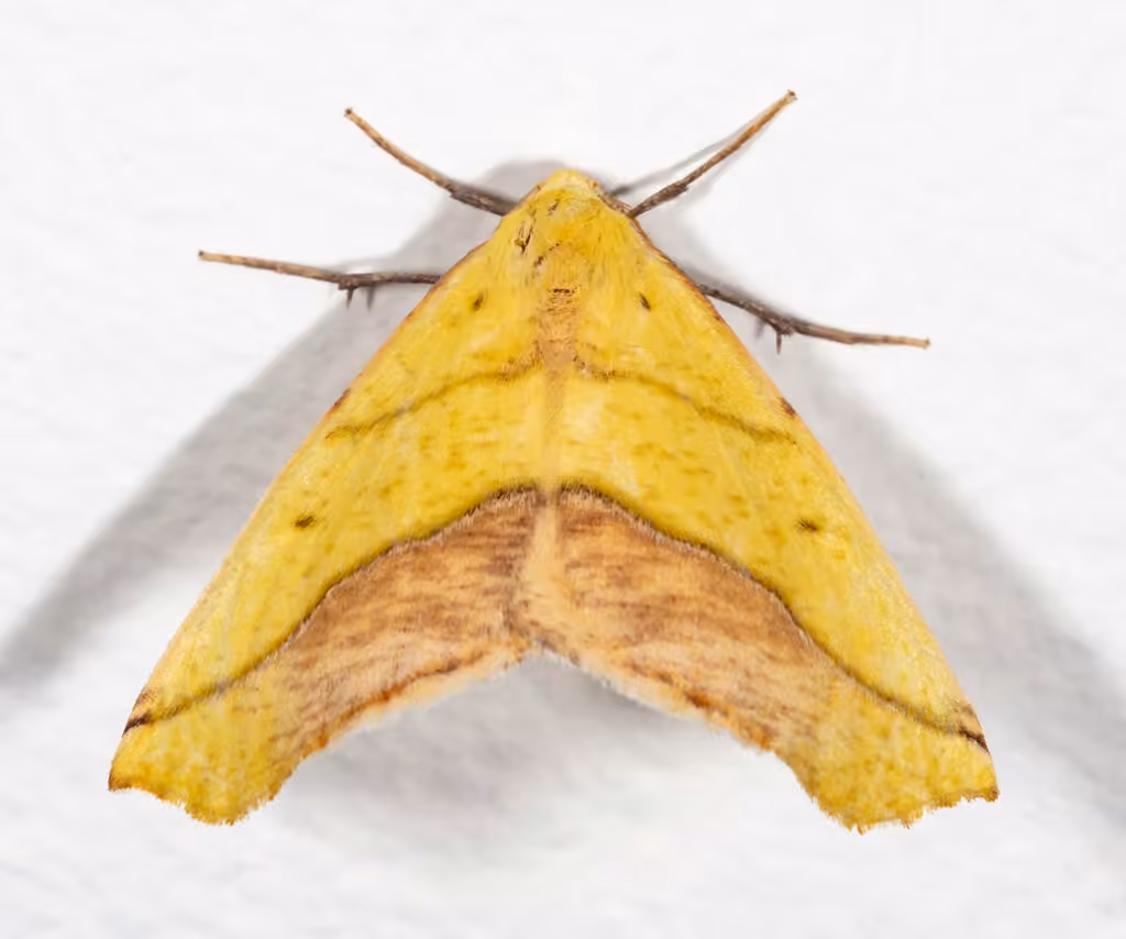 Sharp-lined Yellow, photo 1 of 5