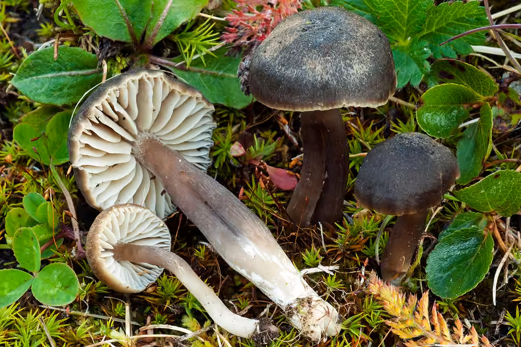 Hygrophore à odeur nitreuse, photo 3 sur 5