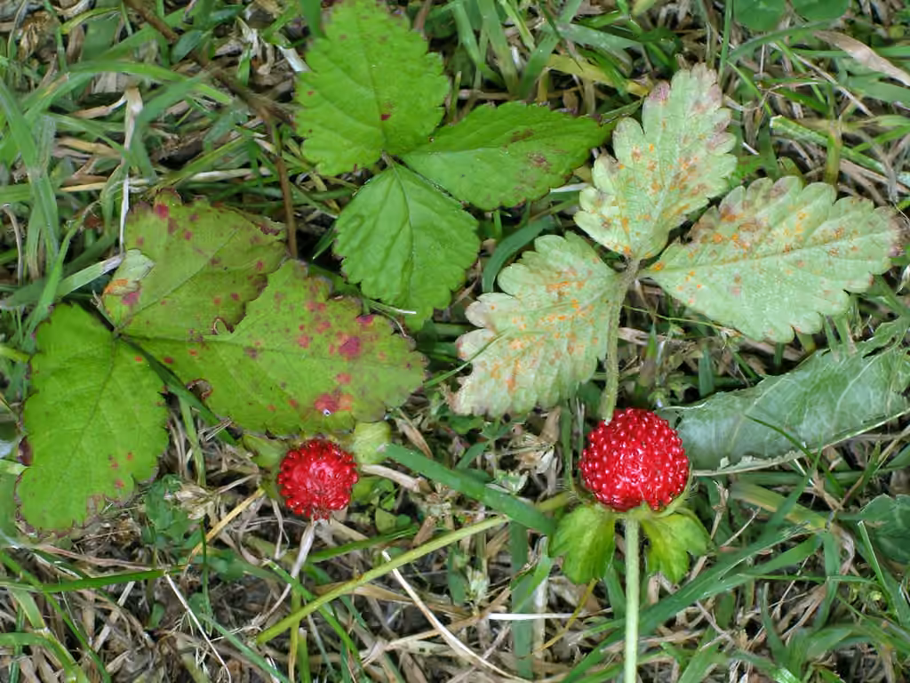 Mock Strawberry Rust, photo 2 sur 5