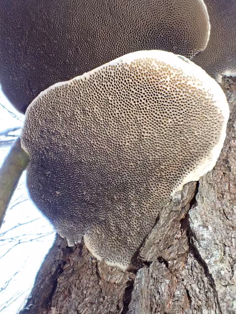 Fragrant Bracket, photo 3 of 5
