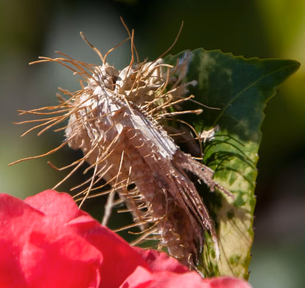 Moth Urchin Fungus, photo 2 sur 5