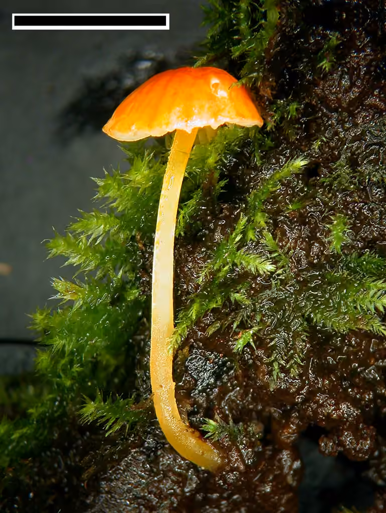 orange bonnet, photo 3 of 5
