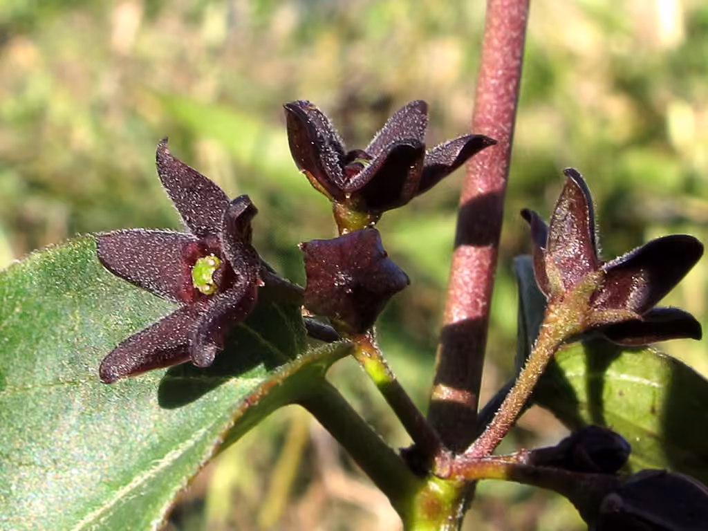 Black swallow-wort, photo 1 of 5