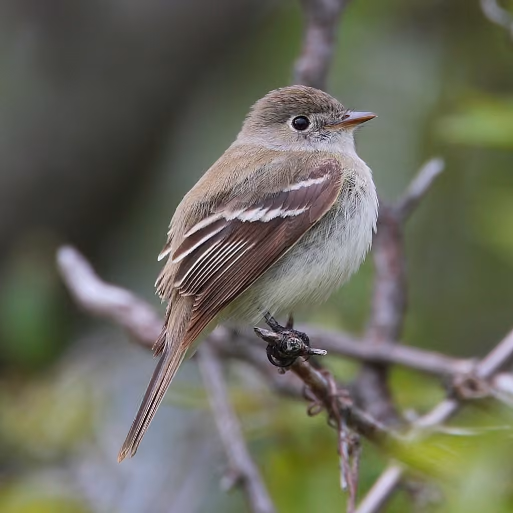 Least Flycatcher, photo 1 of 5