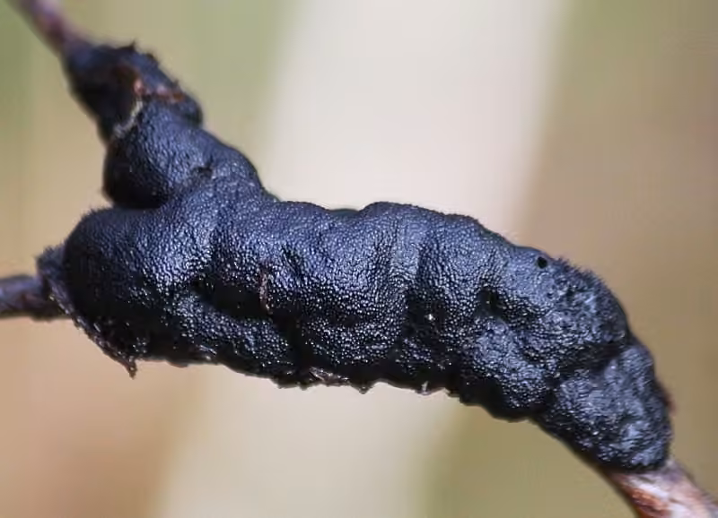 Nodule noir