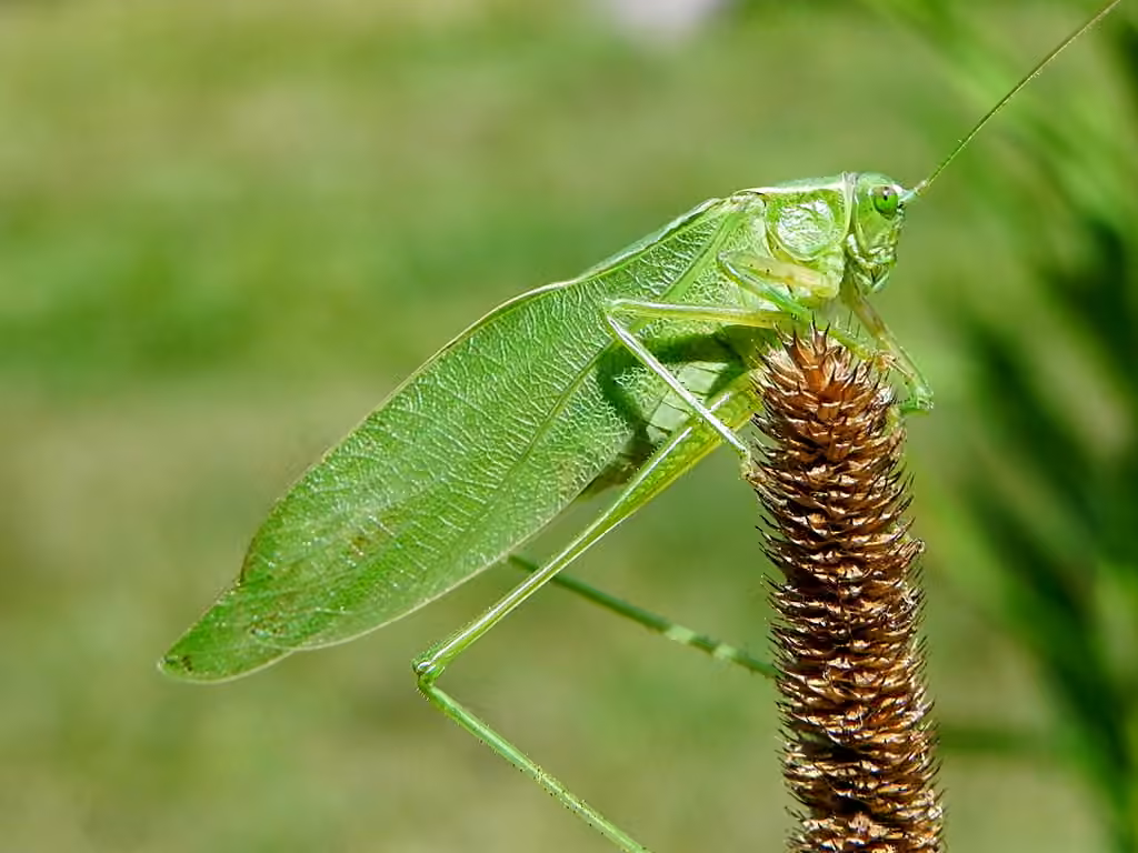 Broad-winged Bush Katydid, photo 1 of 5