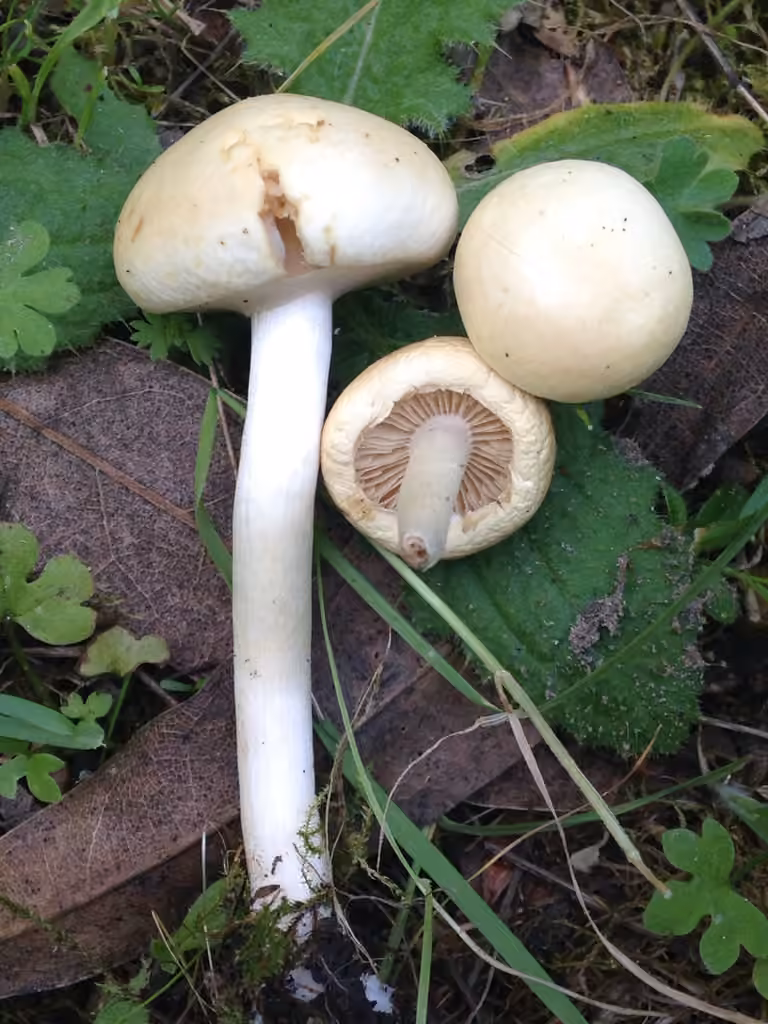 Agrocybe dur, photo 1 sur 5