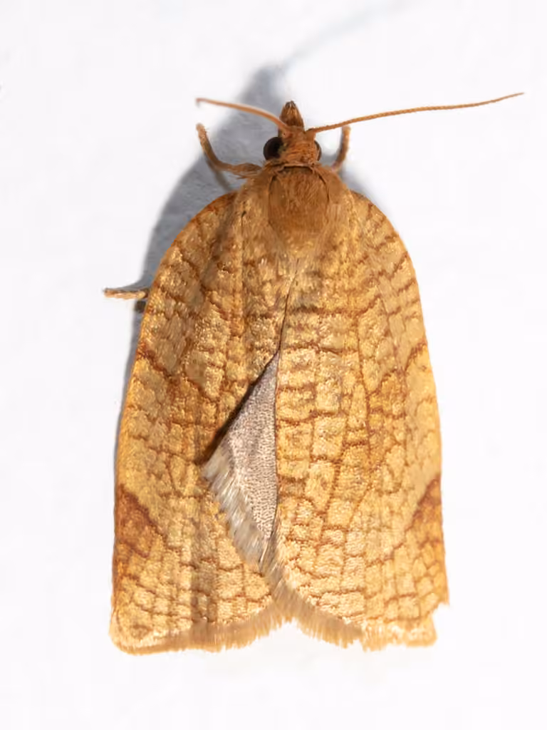 Allen's Tortrix Moth, Adulte
