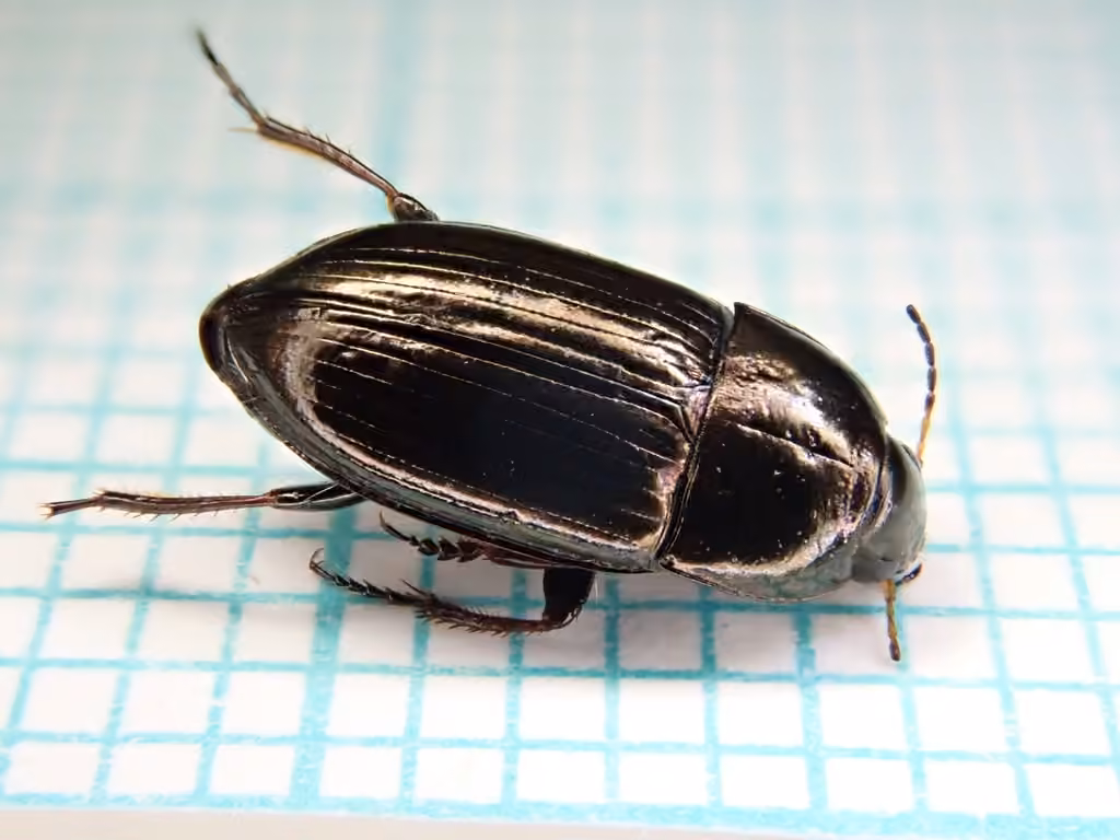Common Sun Beetle, photo 3 of 5