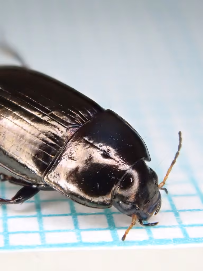 Common Sun Beetle, photo 2 of 5