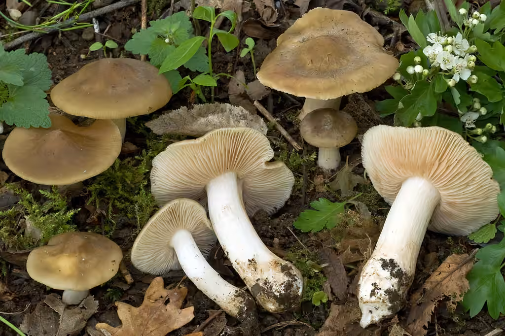 Entolome en bouclier, photo 2 sur 5