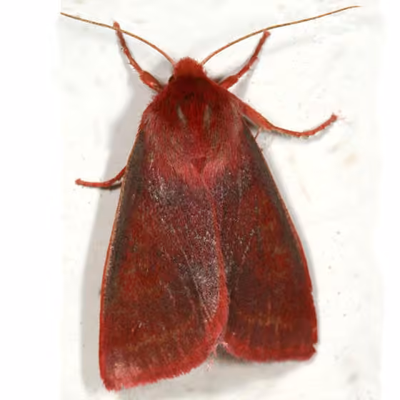 Pink Sallow, Adulte