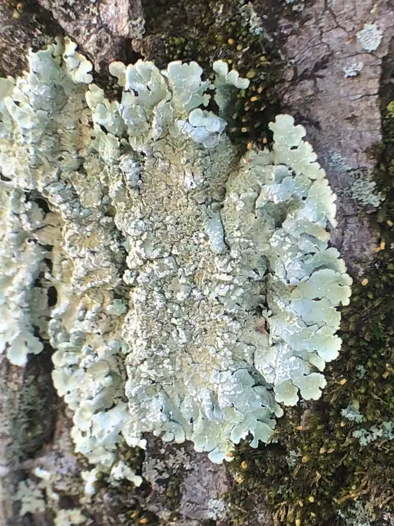 Speckled Greenshield, photo 3 of 5