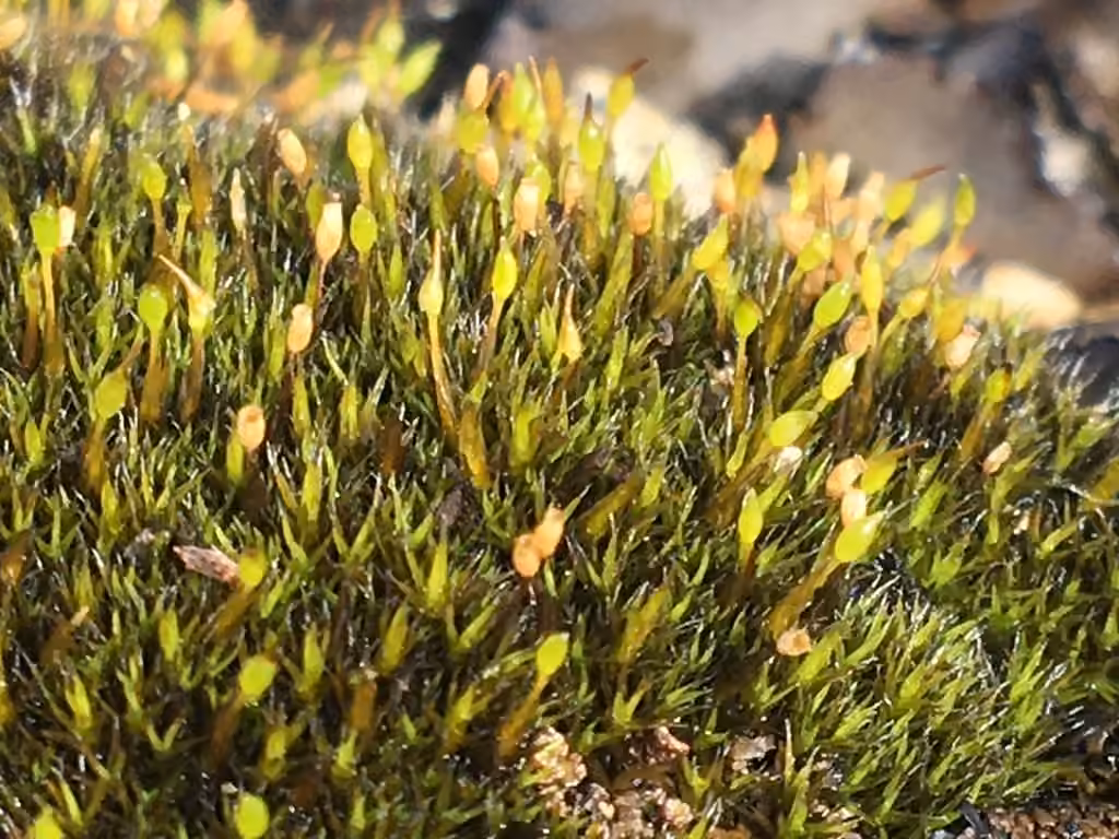 North Grimmia, photo 3 of 5