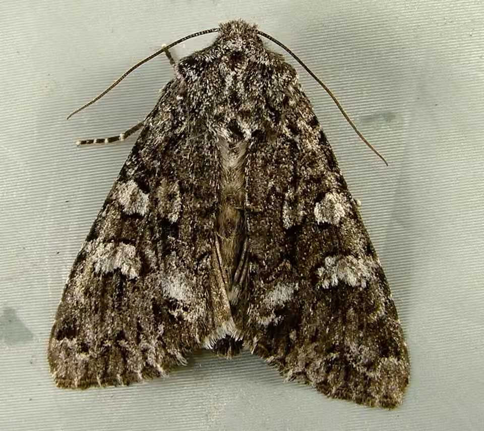 Glaucous Shears Moth, photo 3 of 5