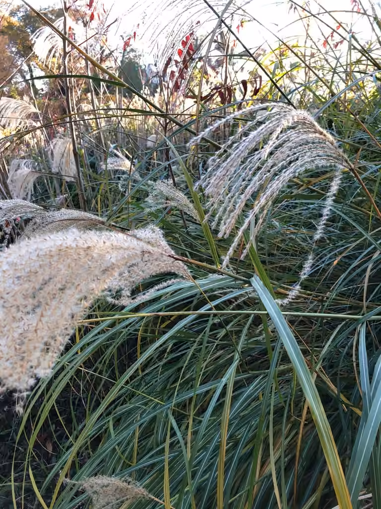 Miscanthus de Chine, En fruits