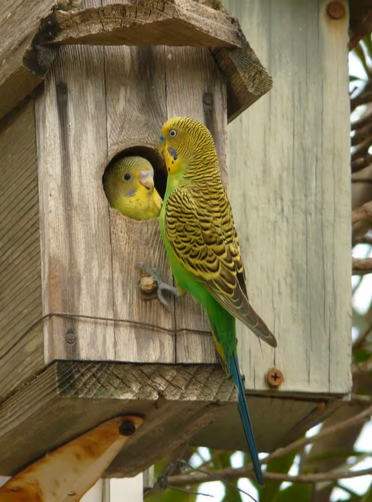 Budgerigar, Male
