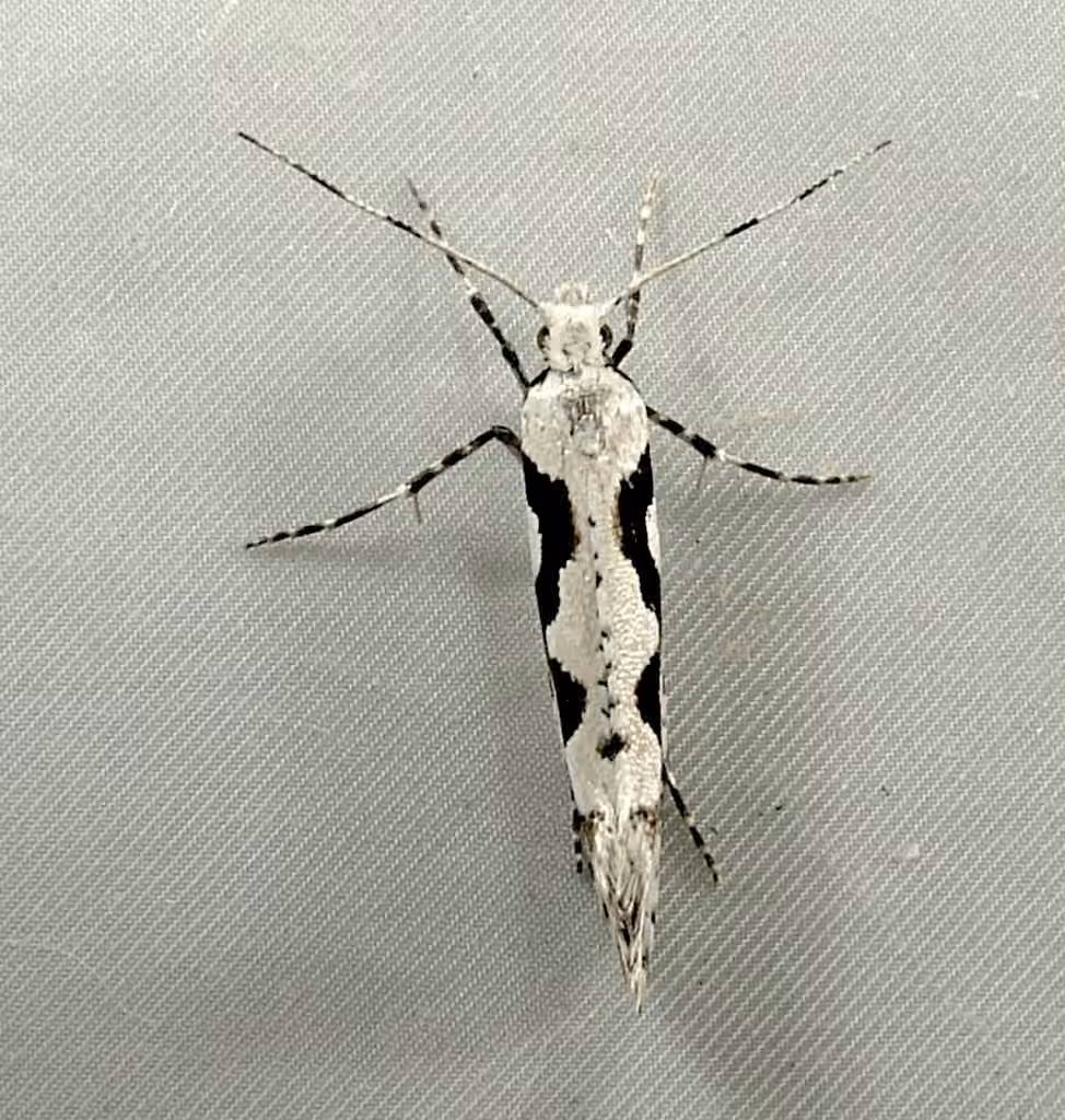 Rhigognostis interrupta, photo 2 sur 5