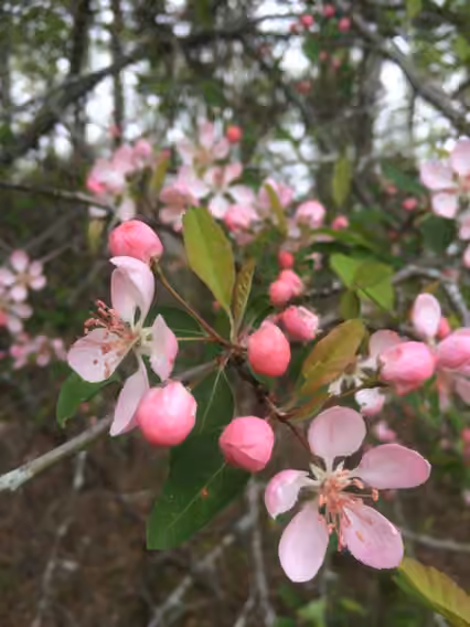 Pommetier austral, En fleurs