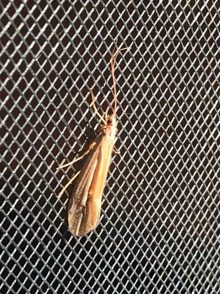 Subboreal Northern Caddisfly, photo 1 of 5