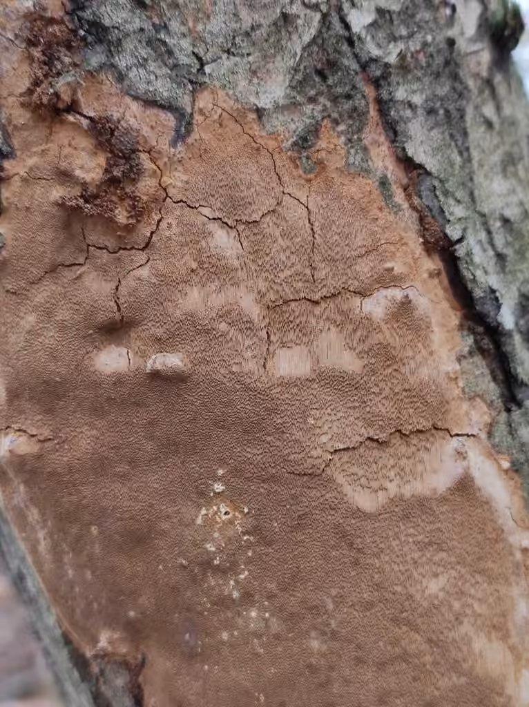 Elbowpatch Crust