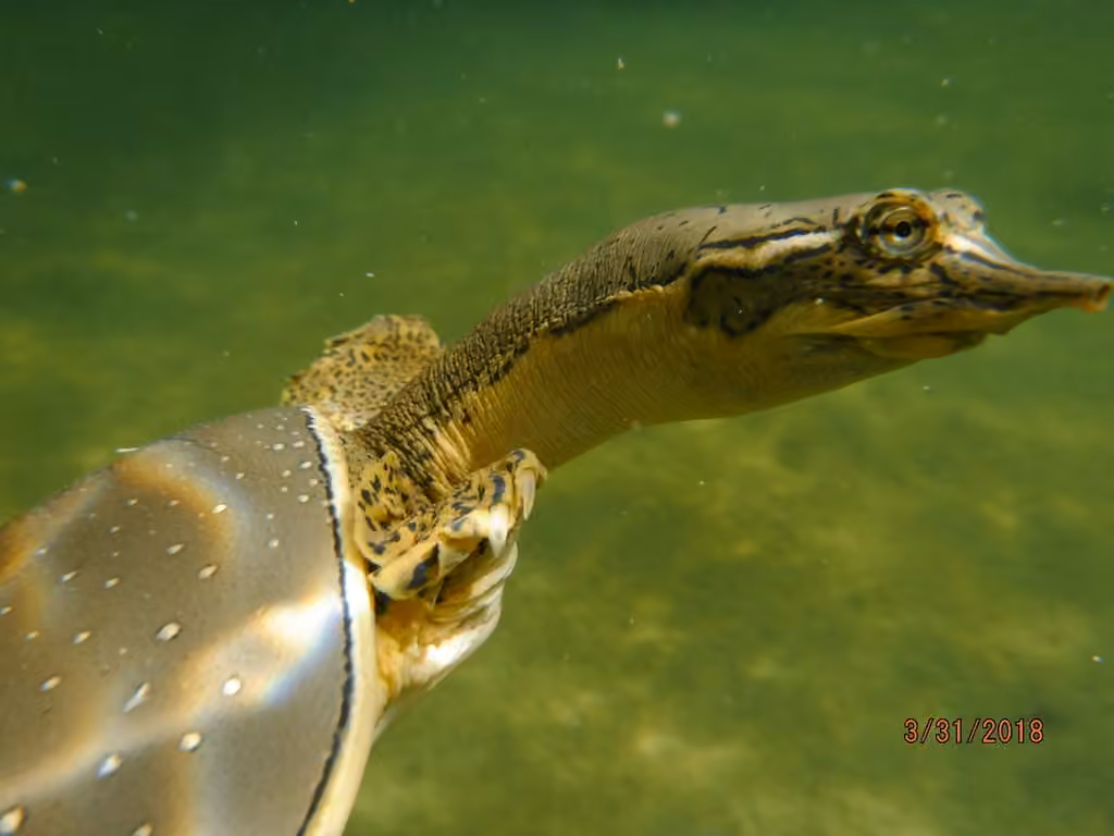 Tortue-molle à épines, photo 1 sur 5
