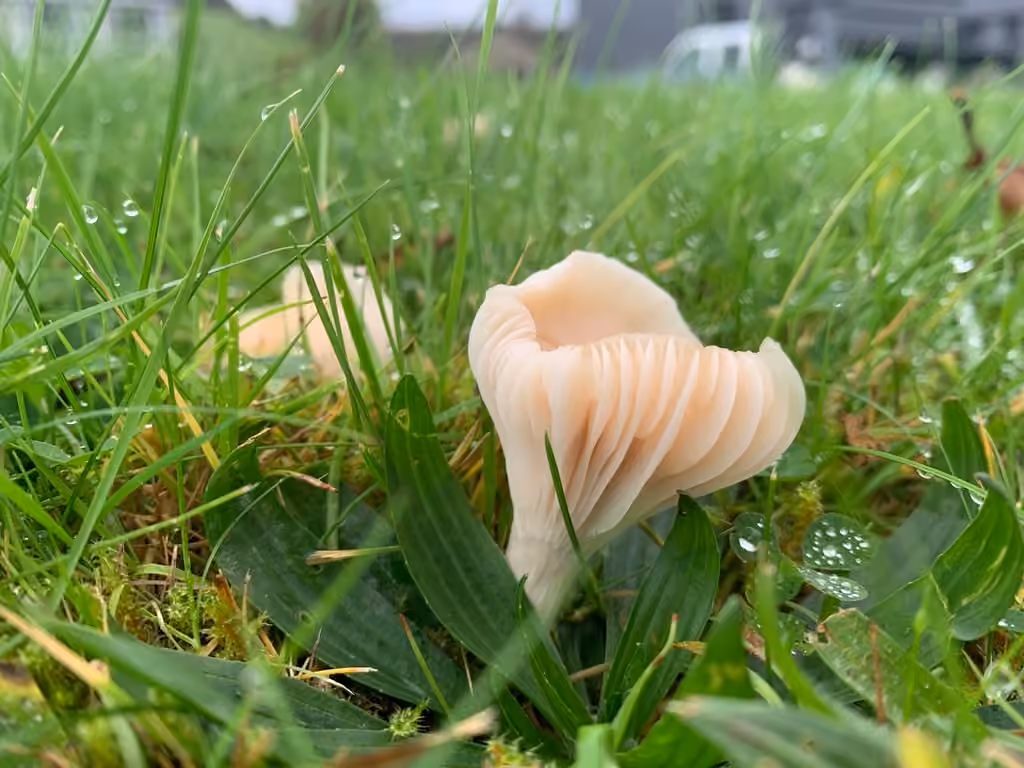 Hygrophore blanc de neige, photo 2 sur 5
