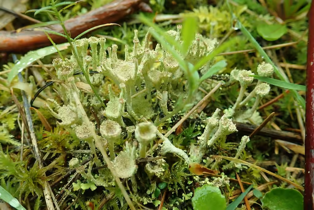 Cladonie carnée, photo 1 sur 5