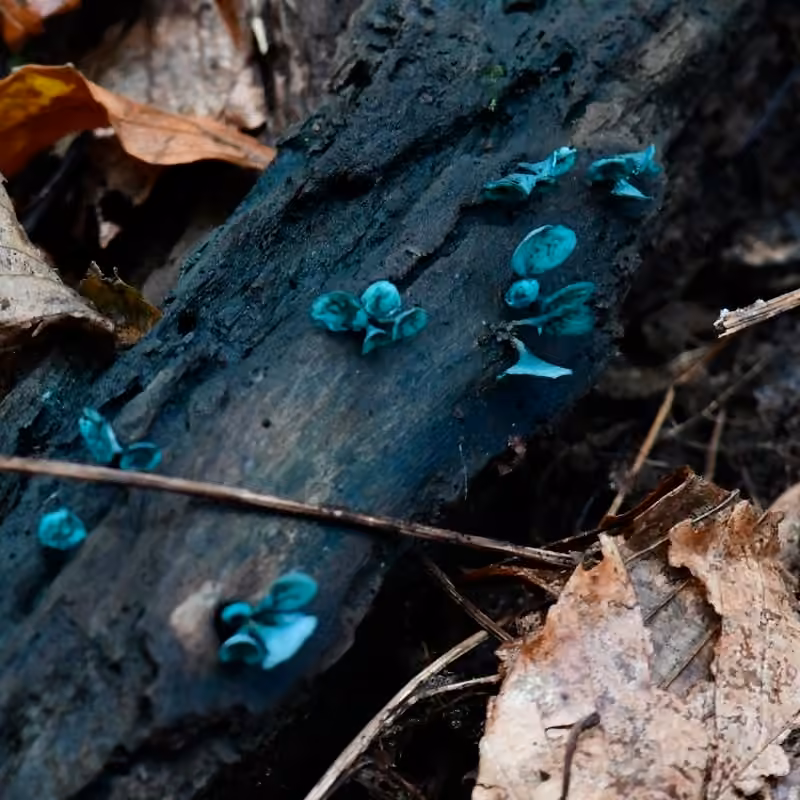 Chlorosplénie verdissante, photo 3 sur 5