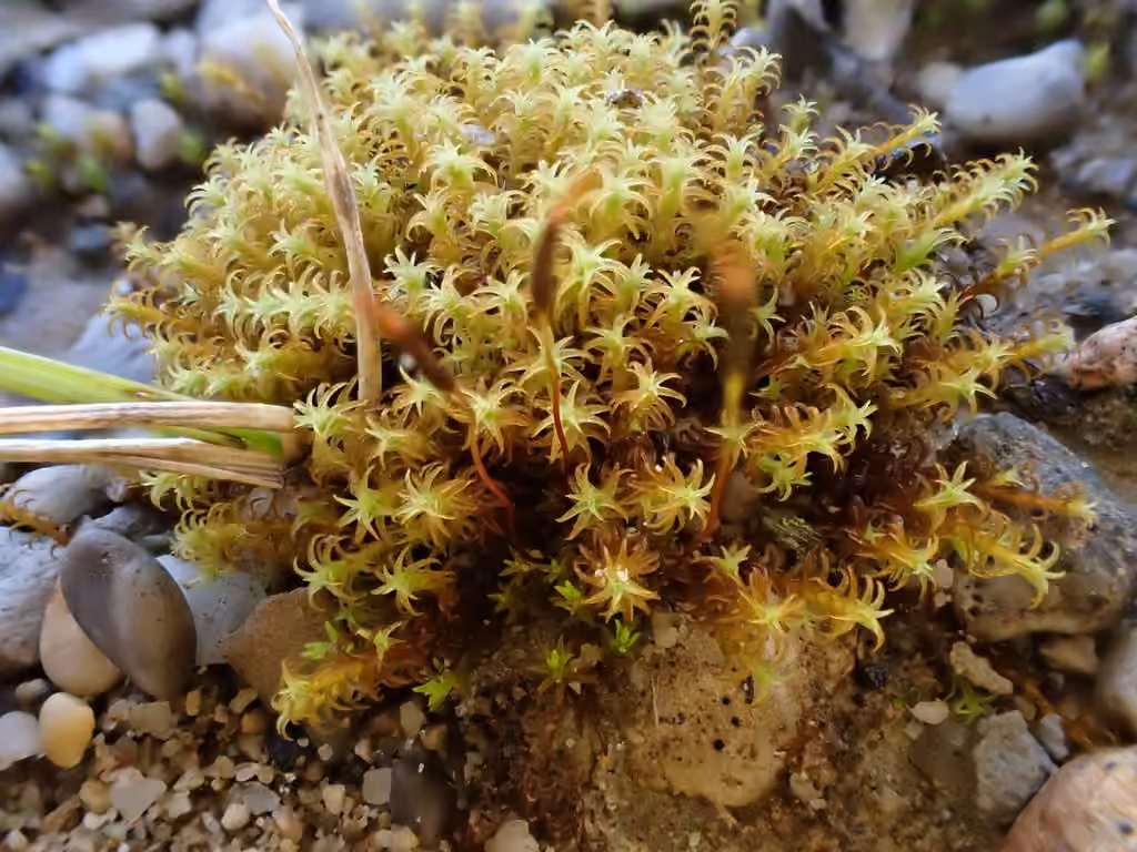 Rusty Beard-moss, photo 1 of 5