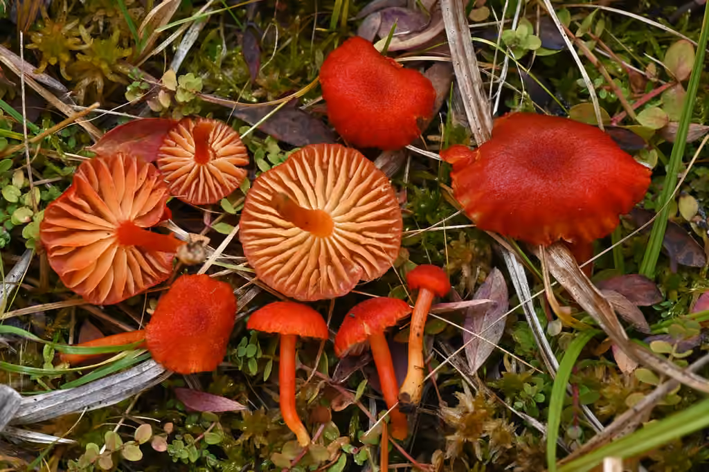 Waisted Waxcap, photo 2 sur 5