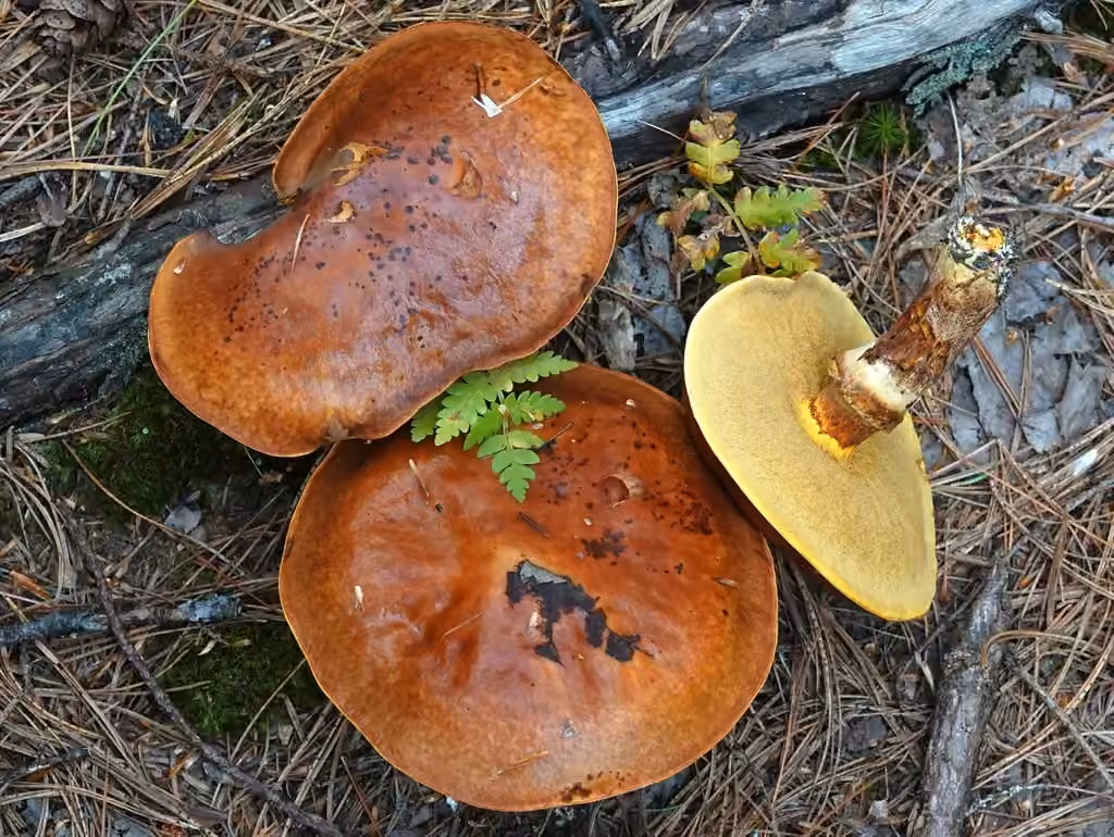 Larch Bolete, photo 3 of 5