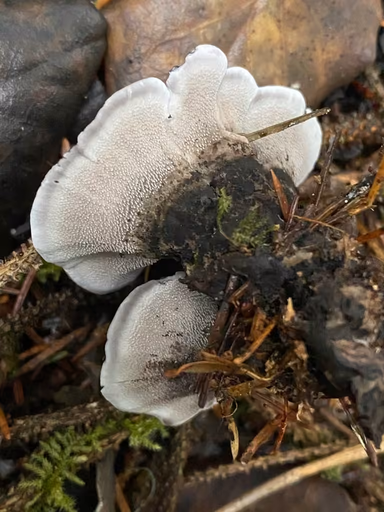 Grey Tooth, photo 1 sur 5