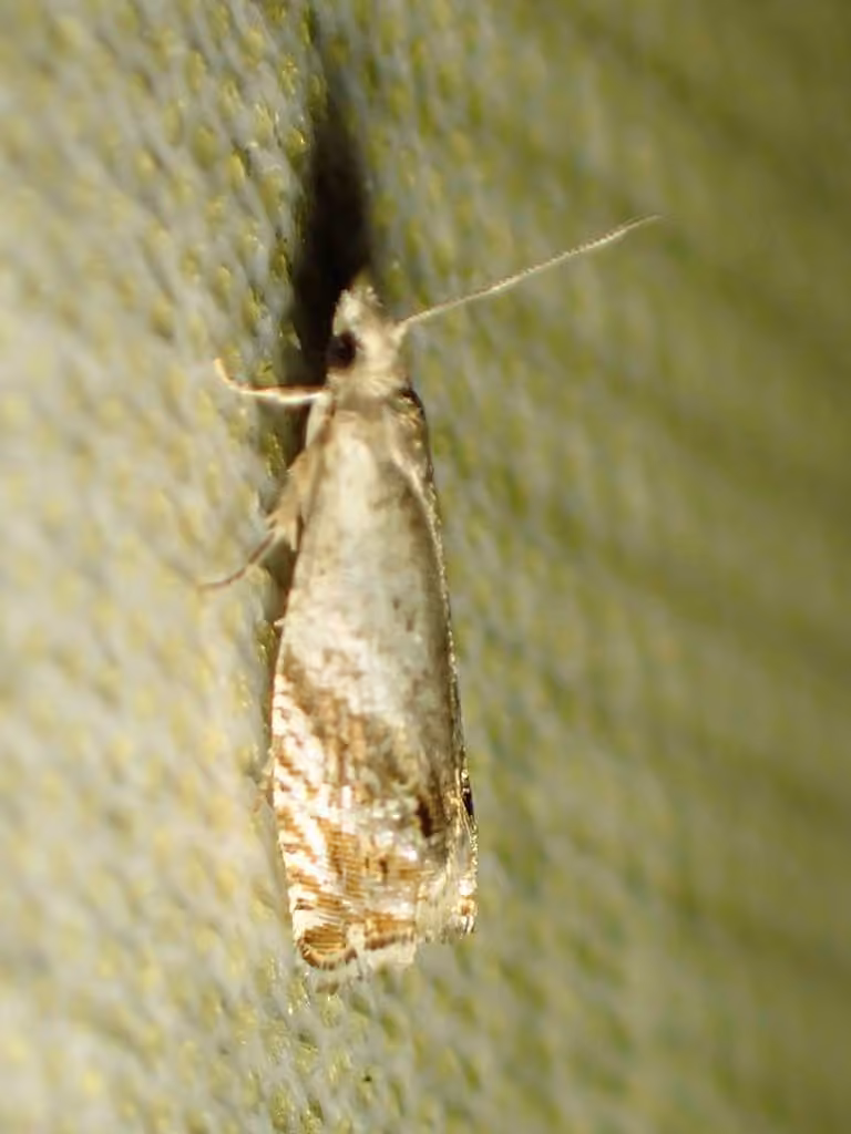 Birch Shootworm Moth, Adult