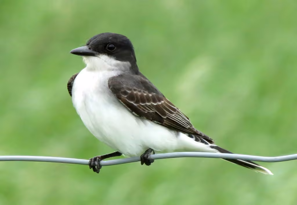 Eastern Kingbird, photo 3 of 5