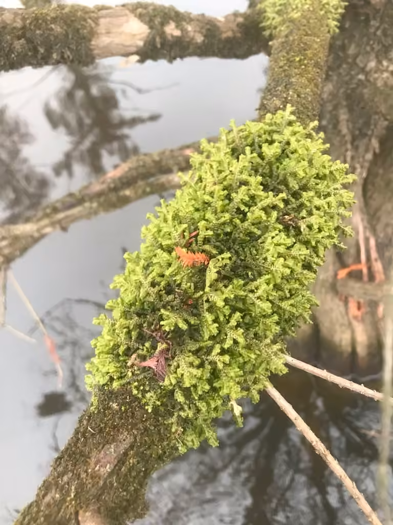 Pinnate Scalewort, photo 2 of 5