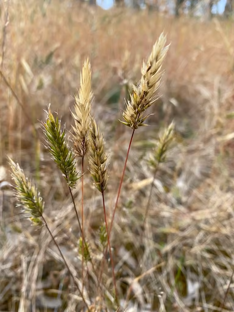 Flouve odorante, photo 3 sur 5
