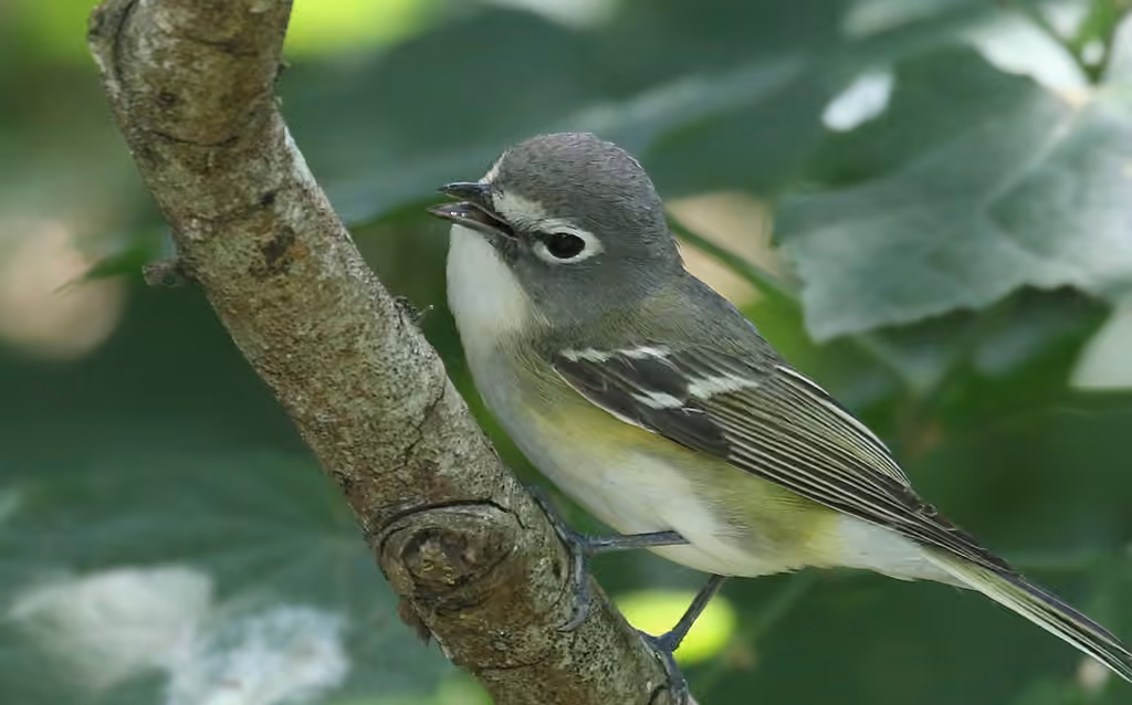 Blue-headed Vireo, photo 2 of 5