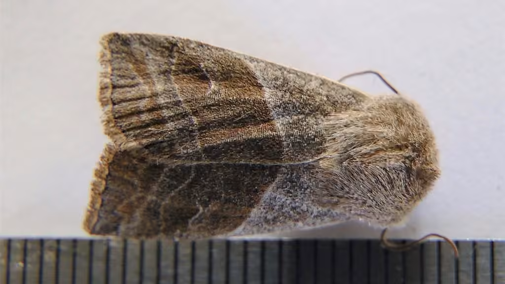 Lost Sallow, Adulte
