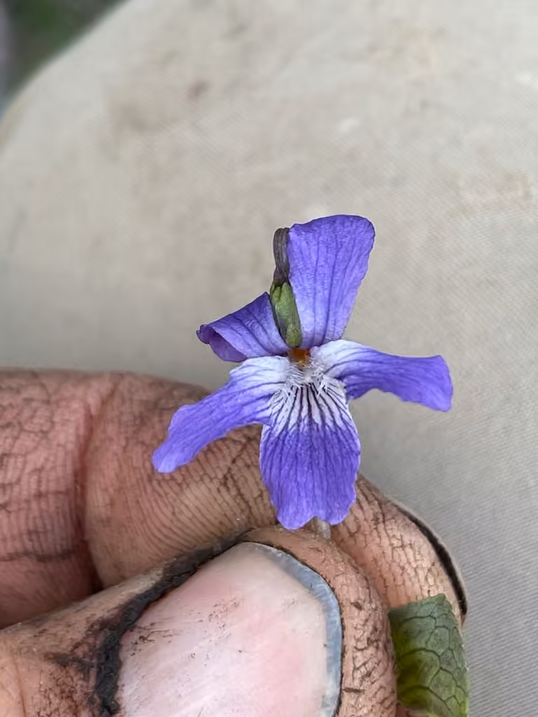 Northern bog violet, In flower