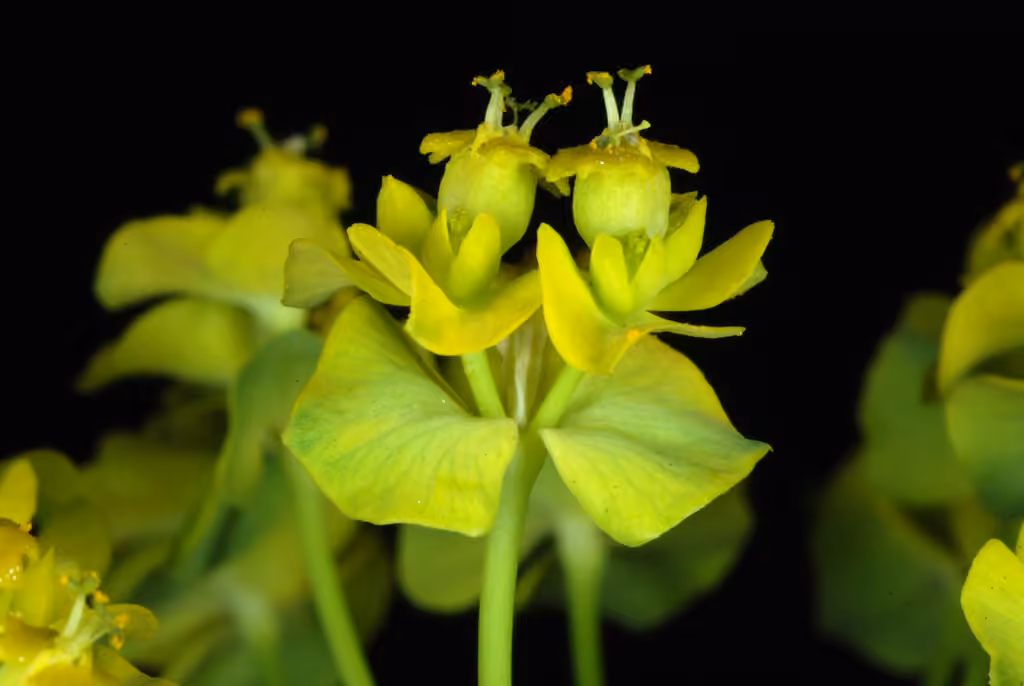 Euphorbe cyprès, En fleurs