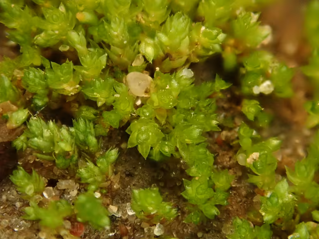 Bryum bicolore, photo 1 sur 5
