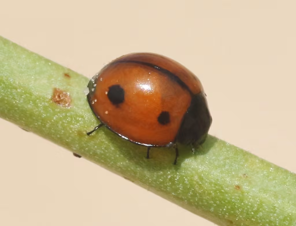 Coccinelle septentrionale, photo 1 sur 5